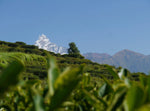 Flugtee Darjeeling